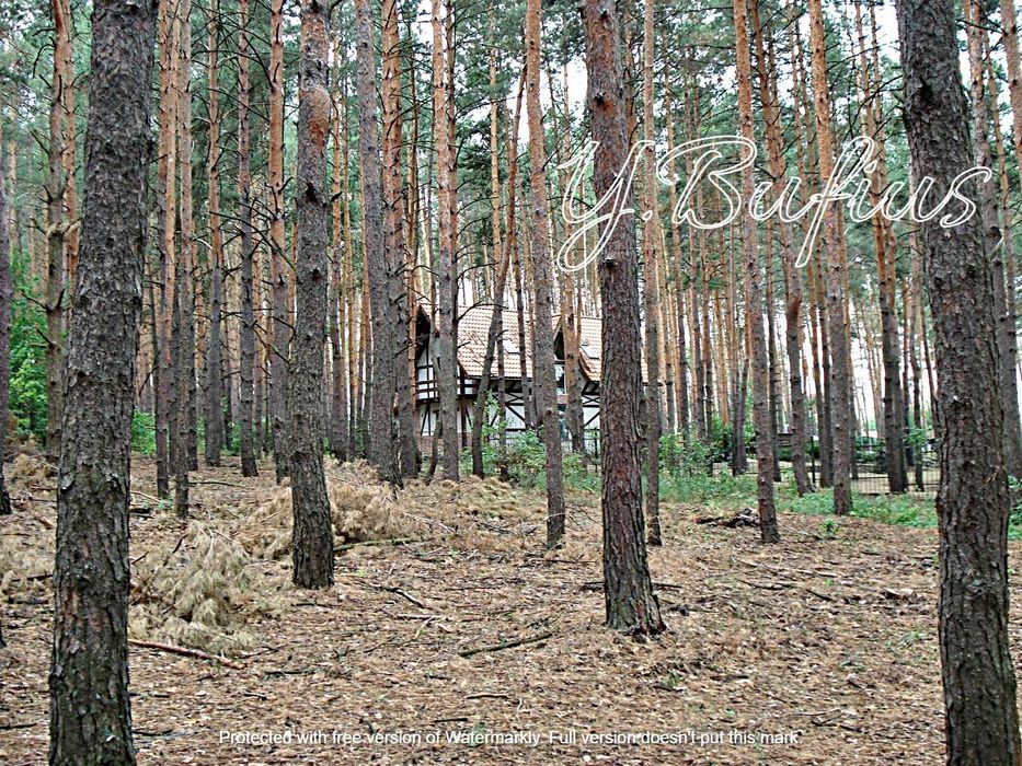 Одеський шлях. В. Салтанівка. Ділянка в сосновому лісі 25 с.