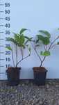 Actinidia Mini kiwi /Actinidia doniczka P9