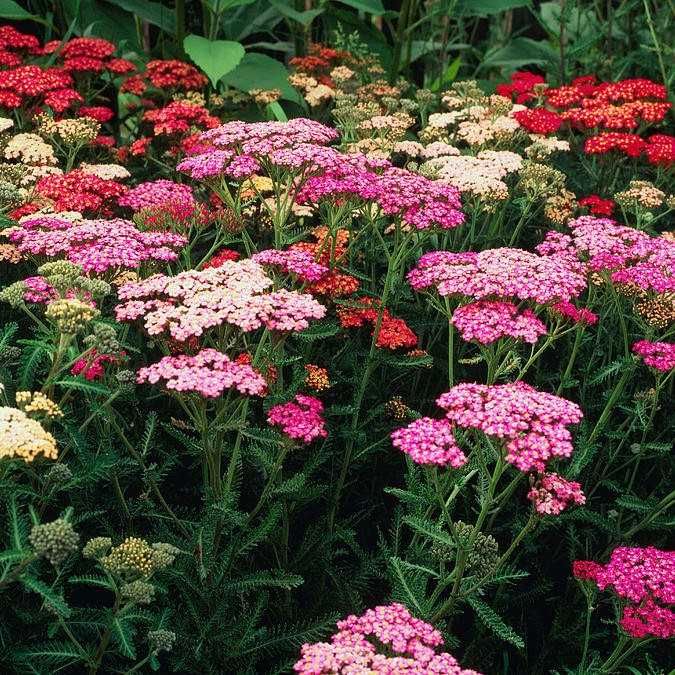 Саженцы многрлетней астры астильбы вероники деревій