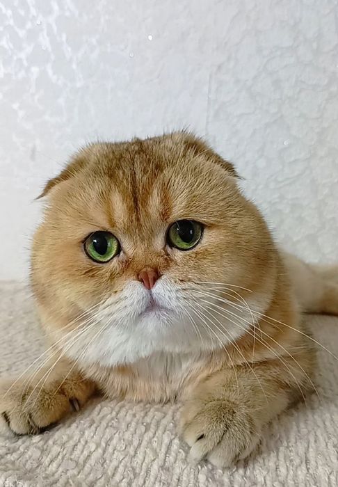 Шикарный прямоухий котик золотая шиншилла Хайленд