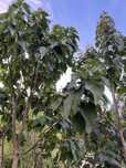 Paulownia elongata