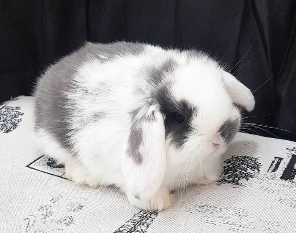 KIT Coelhos anões orelhudos, mini lop adoráveis e super inteligentes