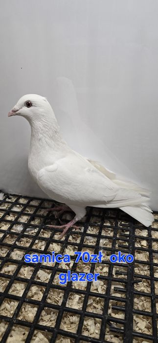 Gołębie pocztowe