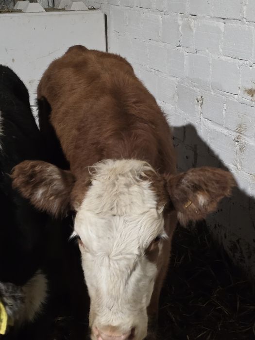 Jalówki miesne 10 sztuk waga okolo 230 kg