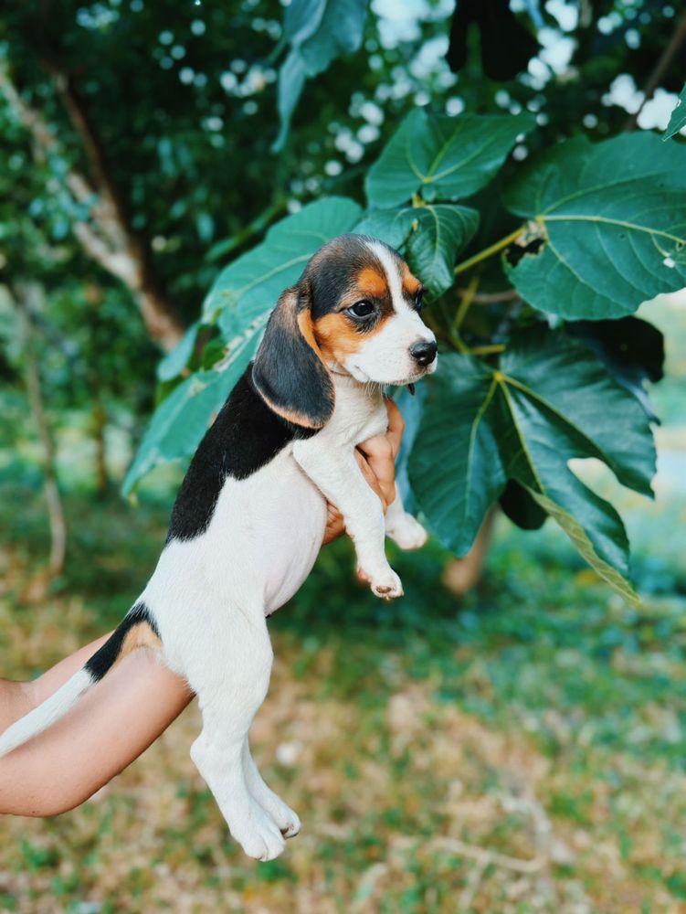 Beagle Femea espetacular