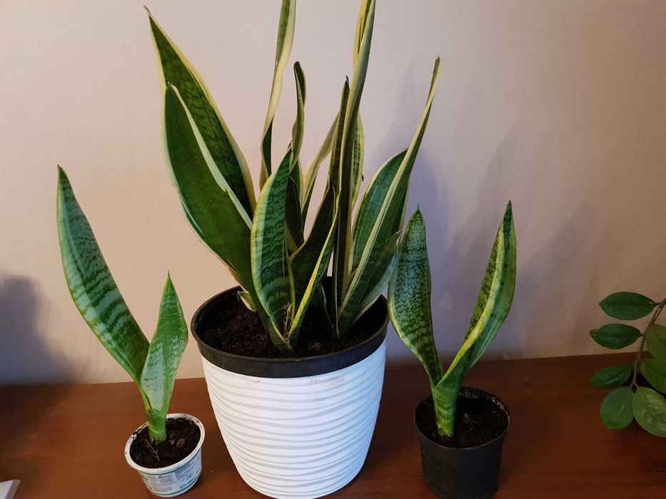 Sansevieria - wężownica- język teściowej