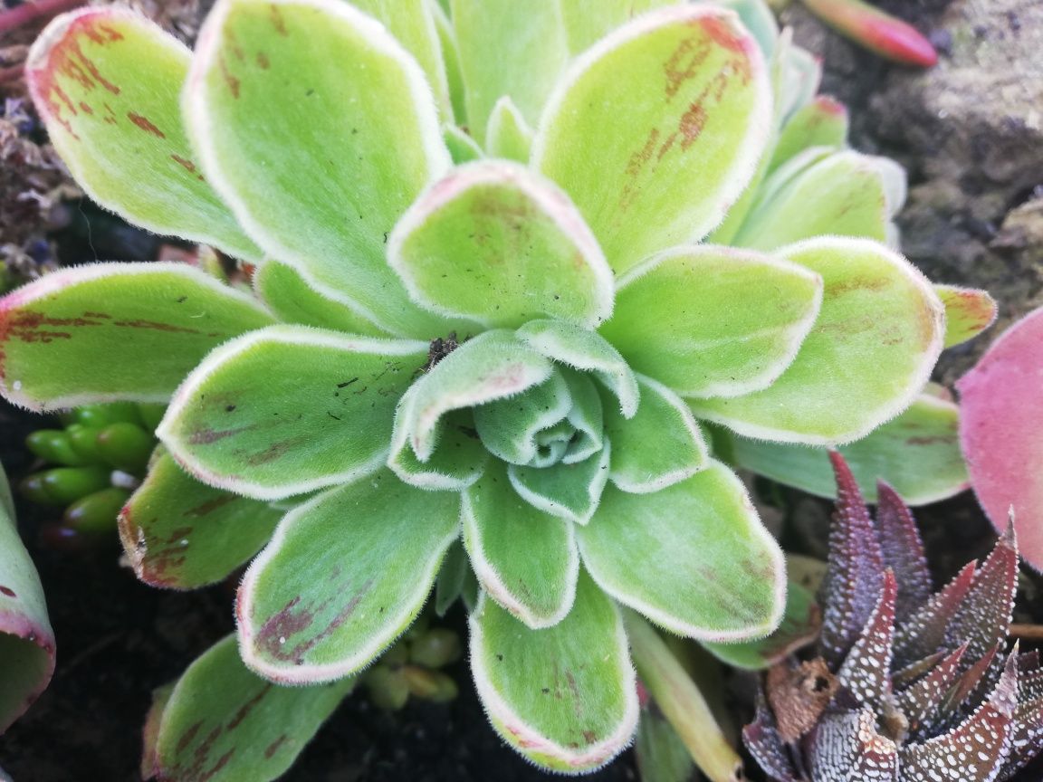 Saxifraga stolonifera, clorofito e suculentas