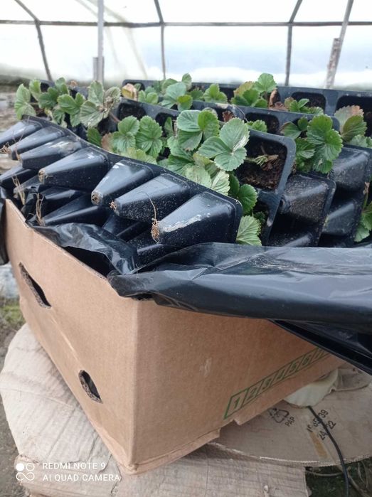 Саджанці Полуниці Копана Касета Малина Плодові дерева Рассада Клубники