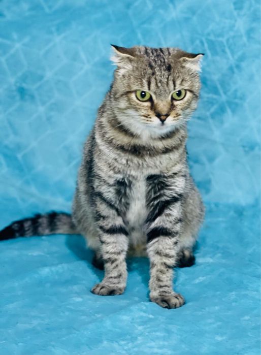 Киця шукає родину