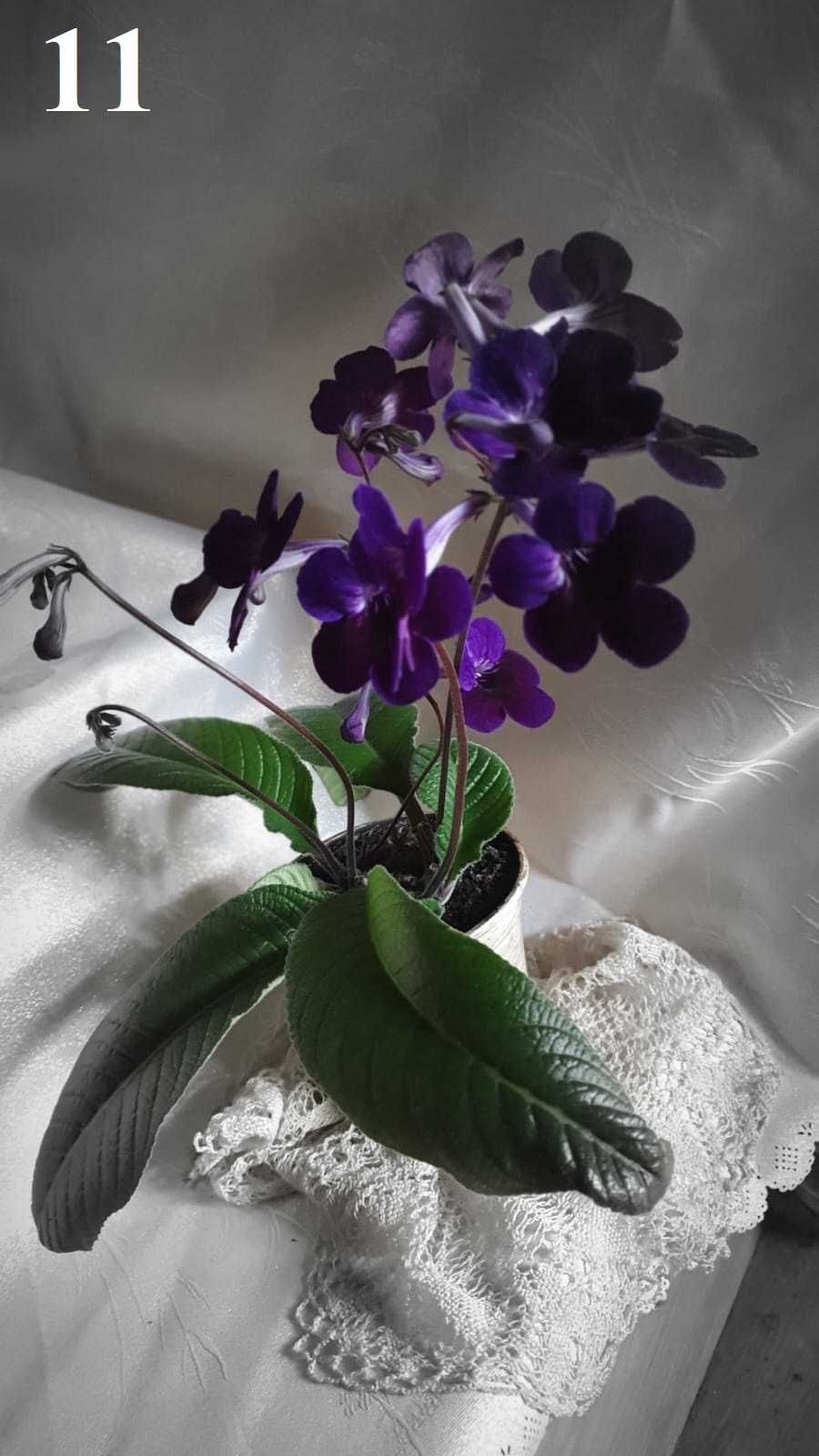 Kwitnący kwiat skrętnik - listki na sadzonki do doniczek