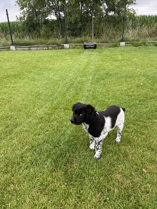 Spaniel Bretoński - szczenię