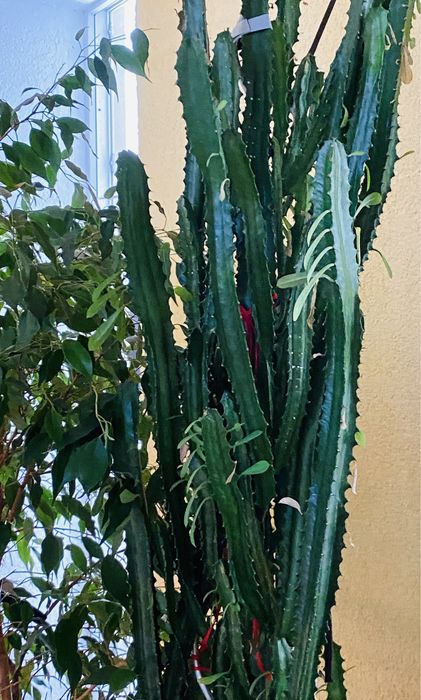 Kaktus Euphorbia erytrea -(Wilczomlecz trójzebrowy)