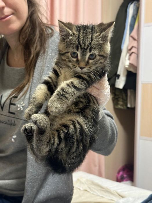 Мраморні котики в хороші рук