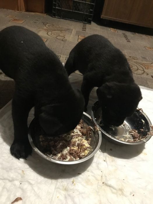 Цуценятки Кане-корсо