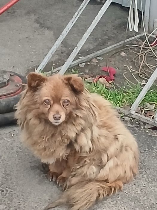 ! ПРОДАМ собаку! ДУЖЕ чемна