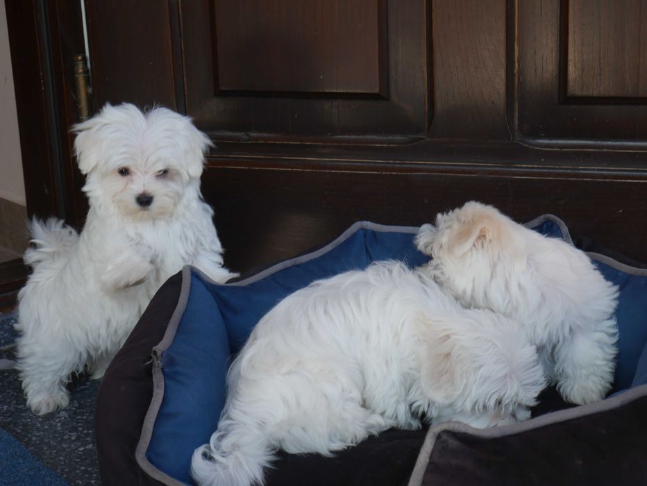 Maltańczyk  MINI piesek