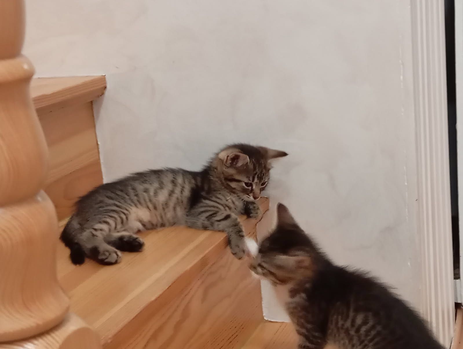 Do adopcji 2 kotki i 3 kocurki po długowłosej matce