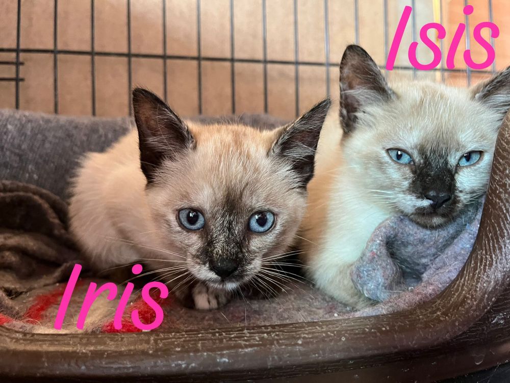 Iris e Isis- Gatinhas para Adopção