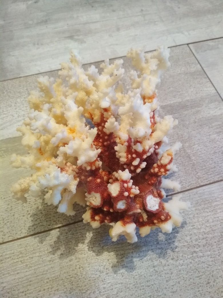 Коралл морской натуральный