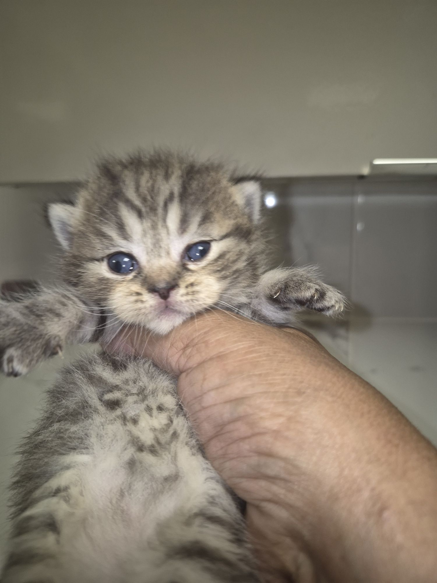 British shortair femea tabby