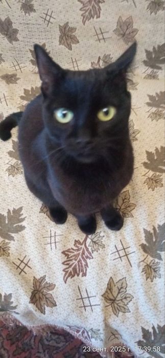 Домашняя кошка умерла хозяйка