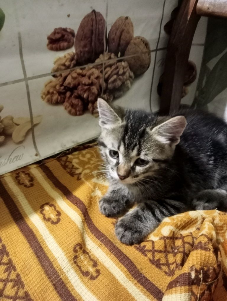 Красивий Котик, справжнє тегренятко!