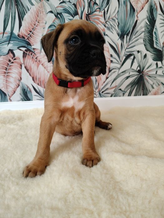 Bokser szczenię - suczka