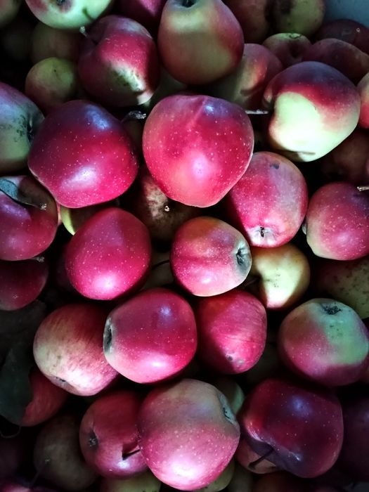 Jabłka, różne rodzaje