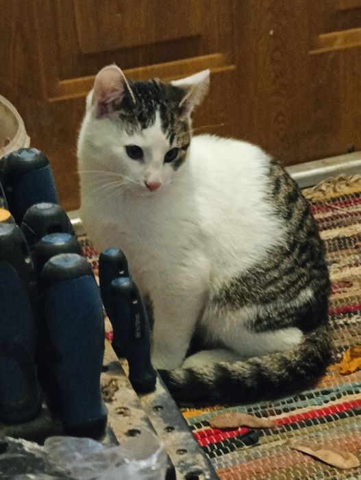 Oddam za darmo w dobre ręce