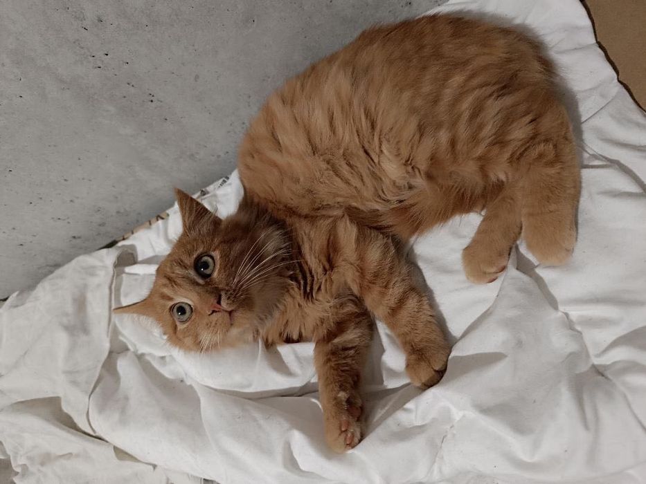 Рыжий котёнок львёнок бесплатно