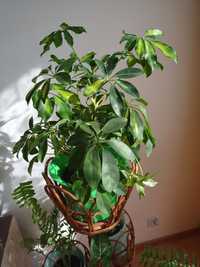 Schefflera Szeflera  
109,00 zł
+13,99 zł za