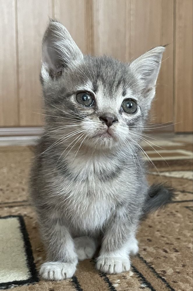Кошенята 3 місяці