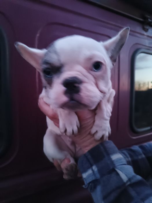 Дівчатка та хлопчики чистокровні французькі бульдоги