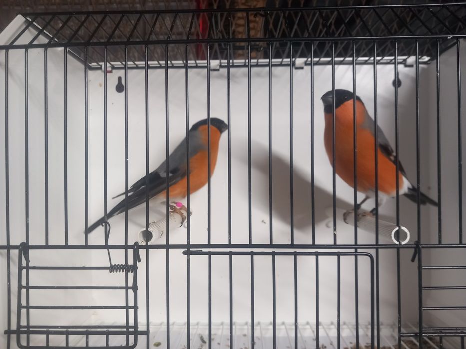 Gil, Gile europejske