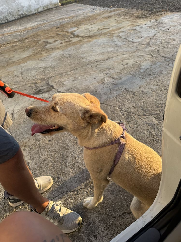 Cadela para Adoçao responsavel