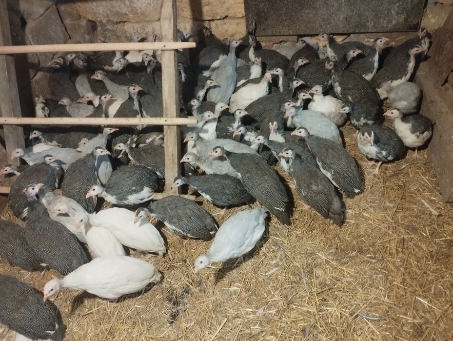 В наявності є цесаркі .