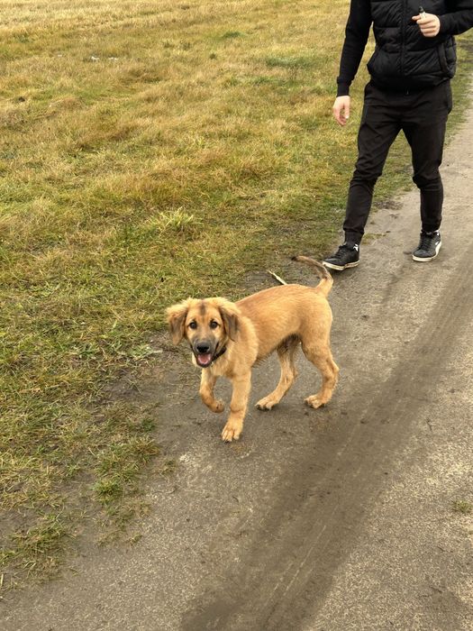 Oddam psa w dobre ręce