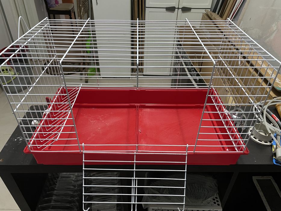 Coelha anã orelhuda com 1 ano e gaiola