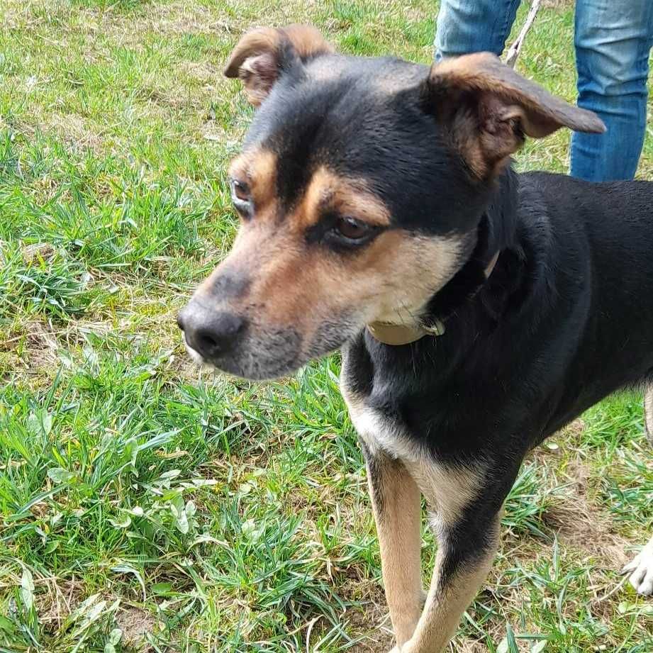 Dingo do pilnej adopcji