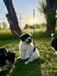 Hiszpański Pies Dowodny ZKwP/FCI (nie lagotto, doodle)