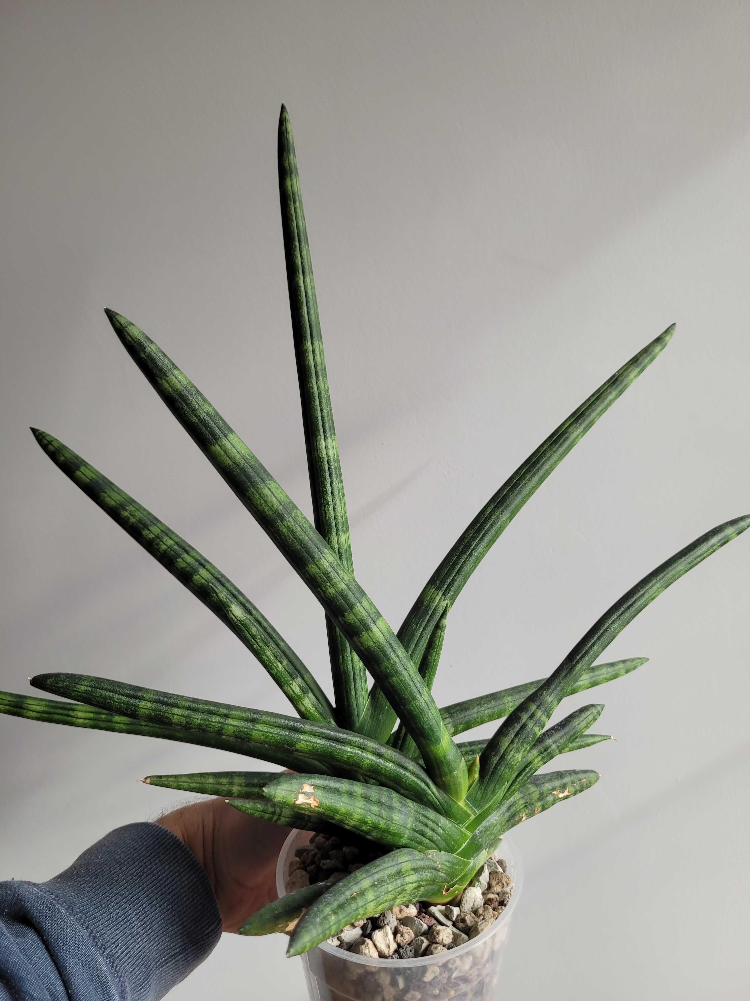 Sansevieria Boncel