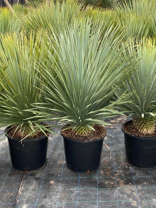 Yucca rostrata, Rostrata, Juka rostrata mrozoodporna -20