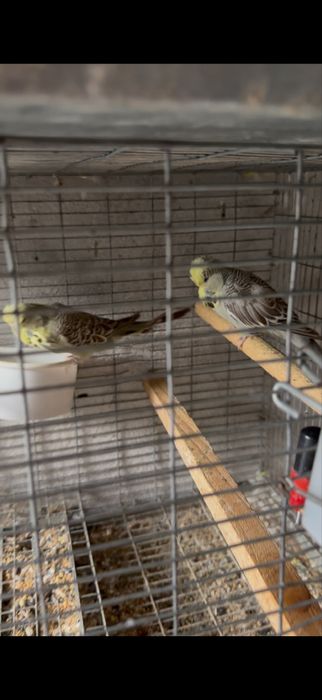 Casais de agapornis e periquitos reprodutores