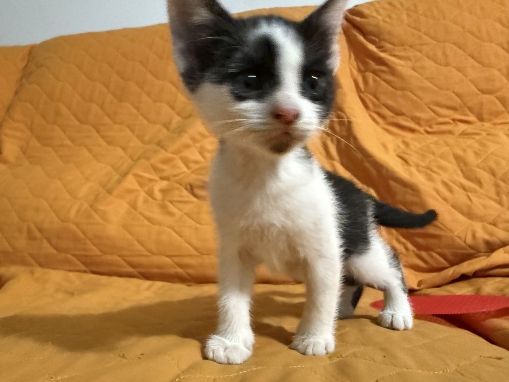 Gatinho macho para adopção