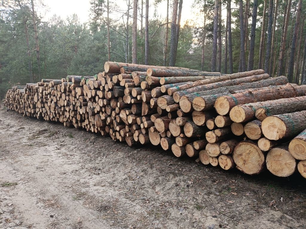 Papierówka sosnowa S2A 2.55m