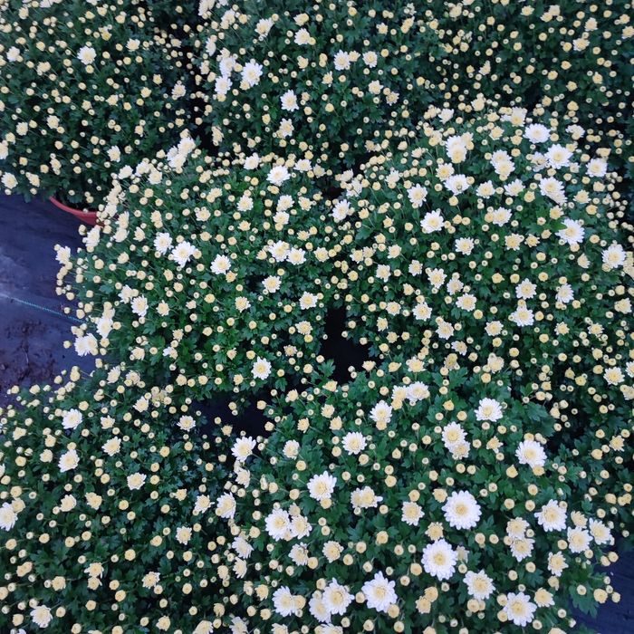 Chryzantemy drobnokwiatowa