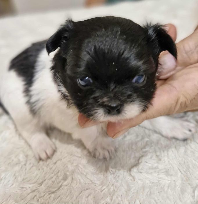 Chihuahua długowłosa Wifi