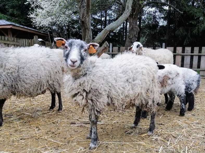 Jagnięta po angielskim baranie rasy herdwick (okazja!)