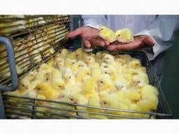 Бройлери, інші курчата,індики,качки,гуси