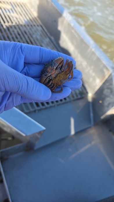 Caranguejo para pesca